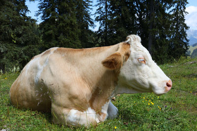 View of a sheep on field