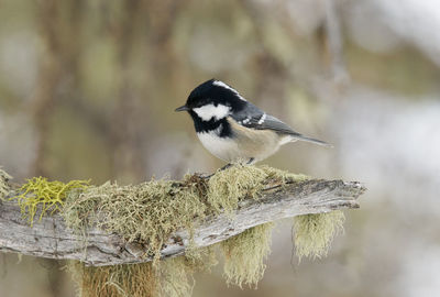 Close-up of bird perching on a branch