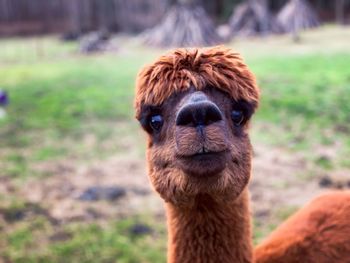 Close-up portrait of a dog on field