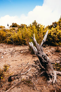 Tree trunk on field against sky