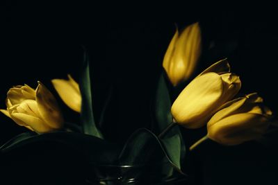 Close-up of yellow tulips against black background