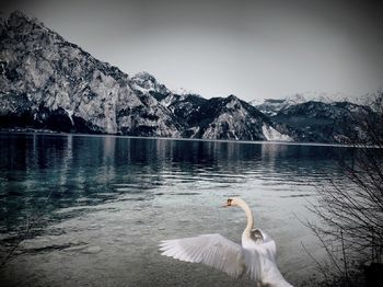 View of birds on lake against mountain range