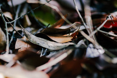 Close-up of dry leaves on land