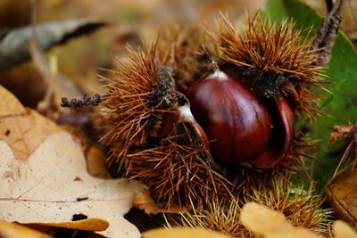 Close-up of dried fruits