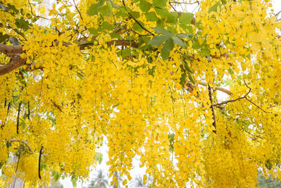 Low angle view of yellow flowering plant hanging on tree