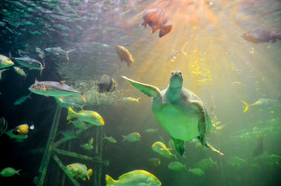 Fishes and turtle swimming in sea