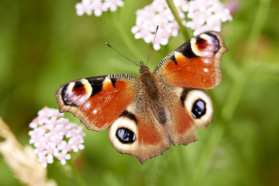 Close-up of butterfly pollinating on flower