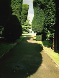 Road amidst trees