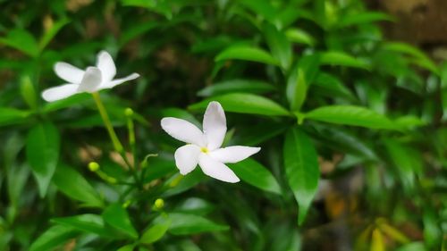 Close-up of white flowering plant