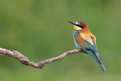 Close-up of bird perching on branch