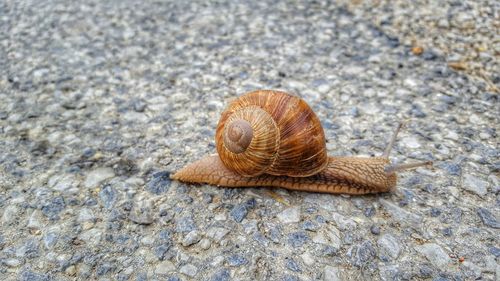 Close-up of snail