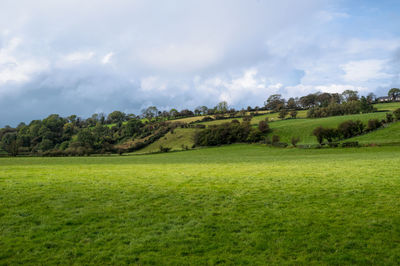 Scenic view of trees on field against sky