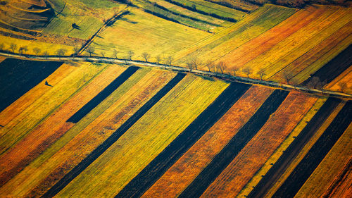 Full frame shot of agricultural field