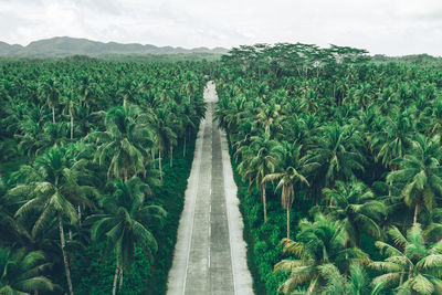 Aerial view of tropical trees on land