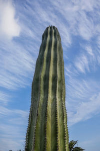 Low angle view of cactus against sky