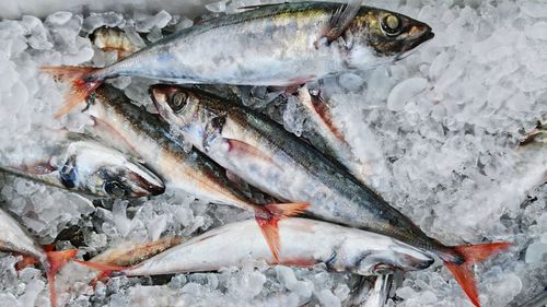 High angle view of fish for sale at market