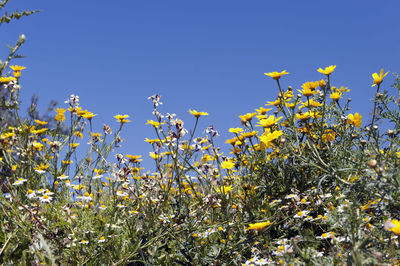 Plant growing on field against clear sky