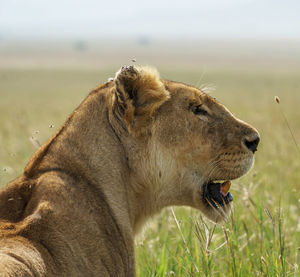 Side view of a cat on landscape