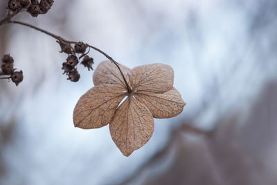 Close-up of dried plant