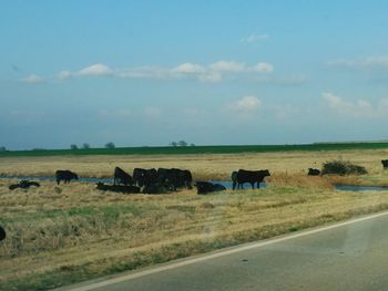 Cows grazing on field against sky