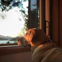 Close-up of dog relaxing on window