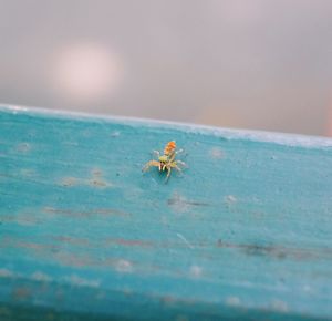 Close-up of spider on wood