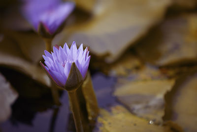 Close-up of purple water lily in lake