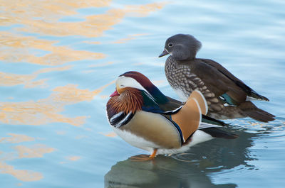 Mallard duck swimming in lake