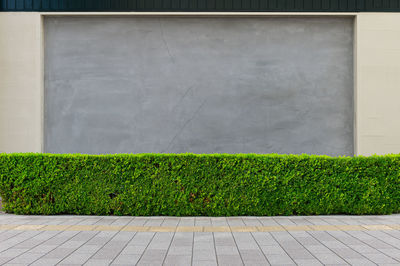 Plants growing by wall