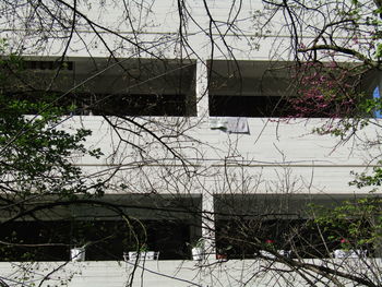 Reflection of bare tree on building by lake