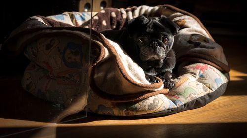 Portrait of pug resting in pet bed at home