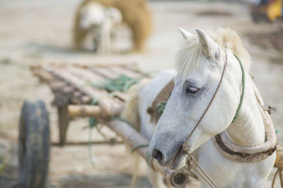 Close-up of white horse in ranch