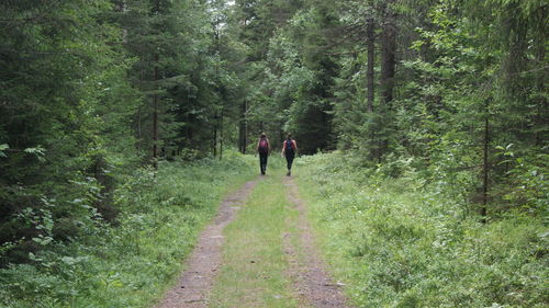 Rear view of people on road amidst trees