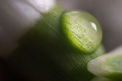 Close-up of fruit