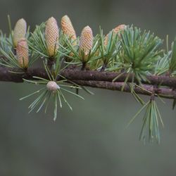 Close-up of pine cone on plant