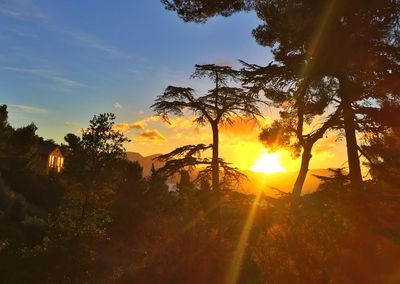 Sun shining through trees