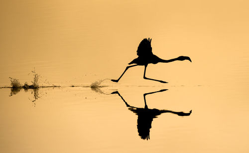 Silhouette bird perching on lake