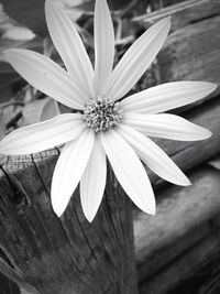 Close-up of flower