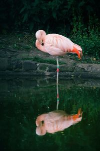 Close-up of flamingos in lake