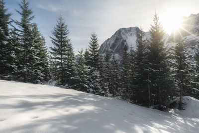 Snow covered pine trees against sky