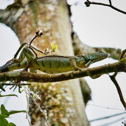 Iguana climbing on branch above