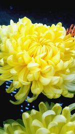 Close-up of yellow flowers