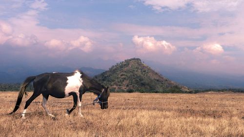 Horse standing in a field