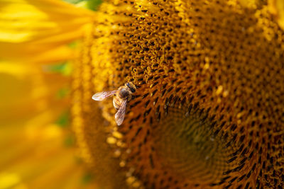 Close-up of insect