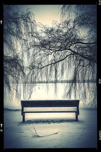 Bare trees by lake