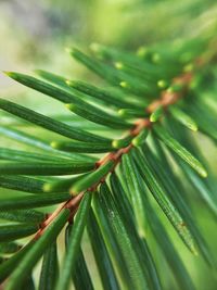 Close-up of pine plant