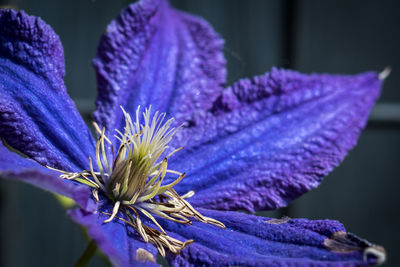 Close-up of purple crocus flower