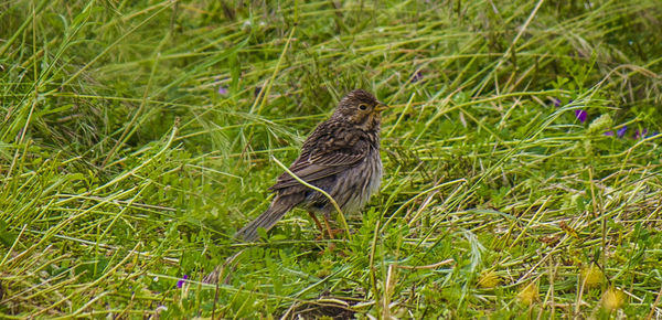 Bird on grassy field