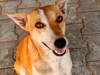 Close-up high angle portrait of dog