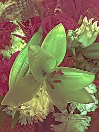 Close-up of flower plant